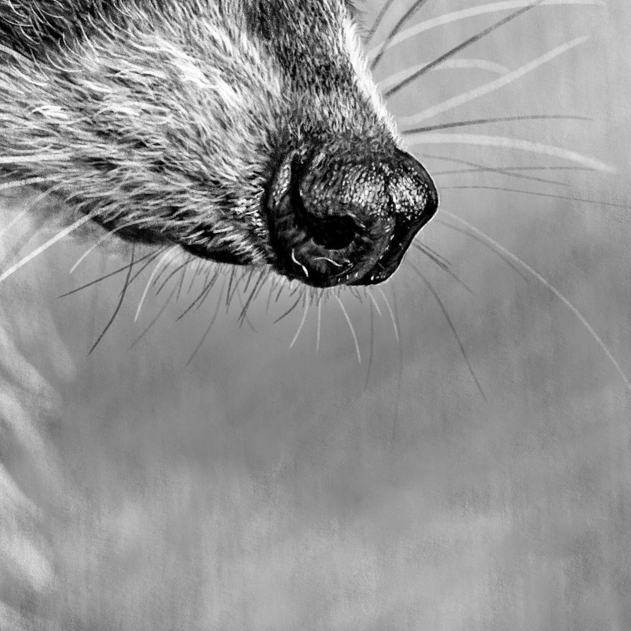 Raccoon Digital Drawing Close-up - The Thriving Wild