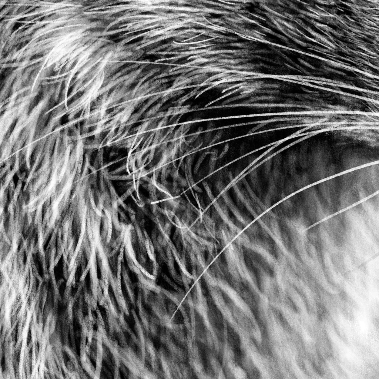 Raccoon Drawing Close-up - The Thriving Wild