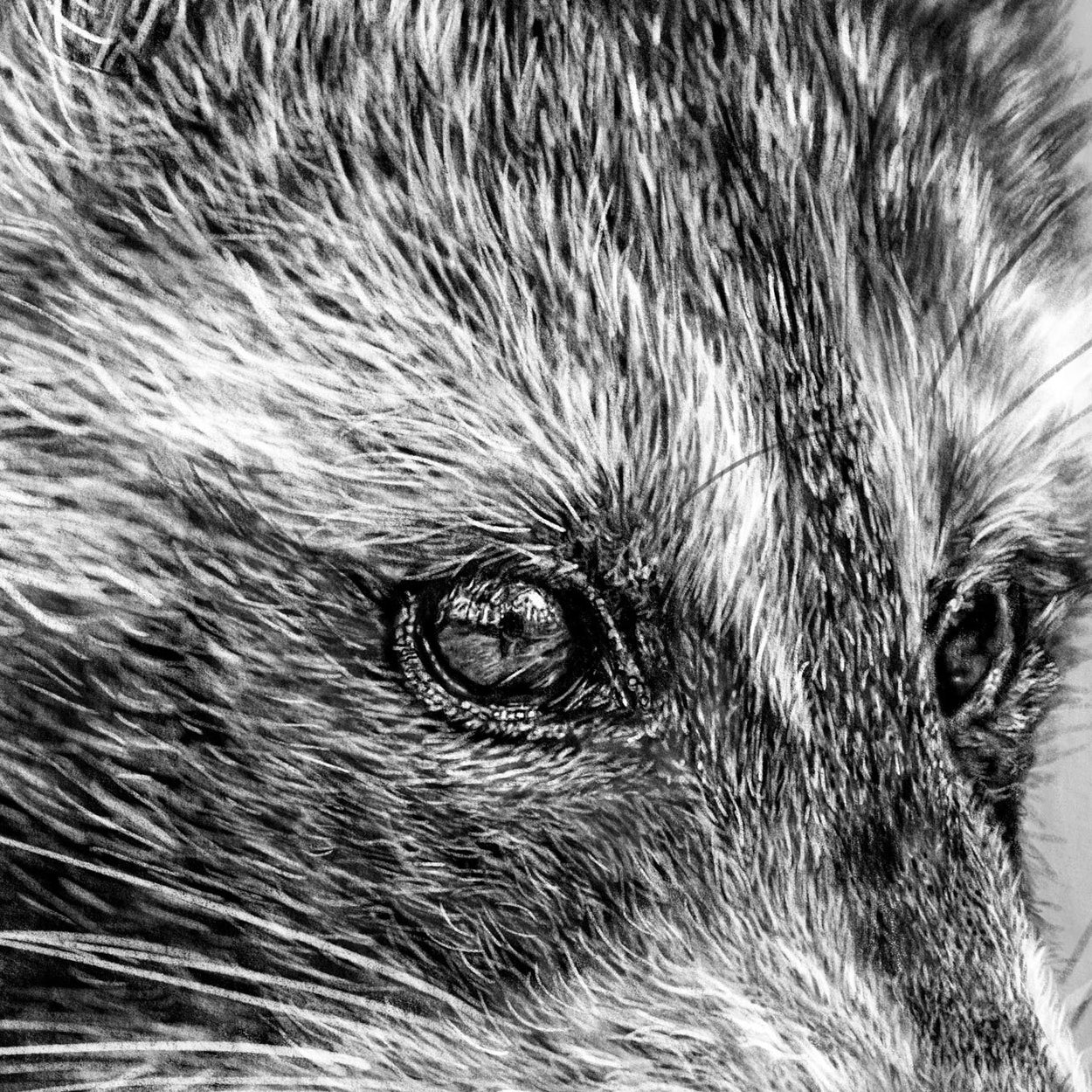 Raccoon Procreate Drawing Close-up - The Thriving Wild
