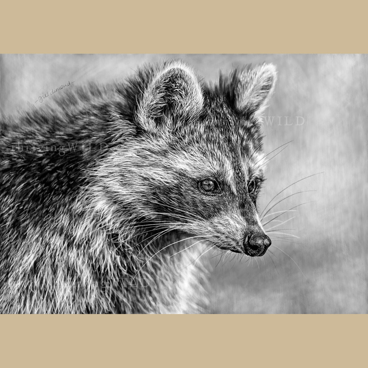 Raccoon Wildlife Digital Procreate Drawing - The Thriving Wild
