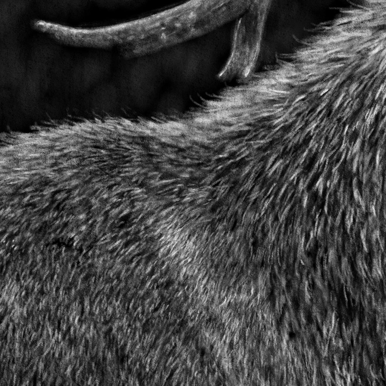 Red Deer Digital Drawing Close-up - The Thriving Wild