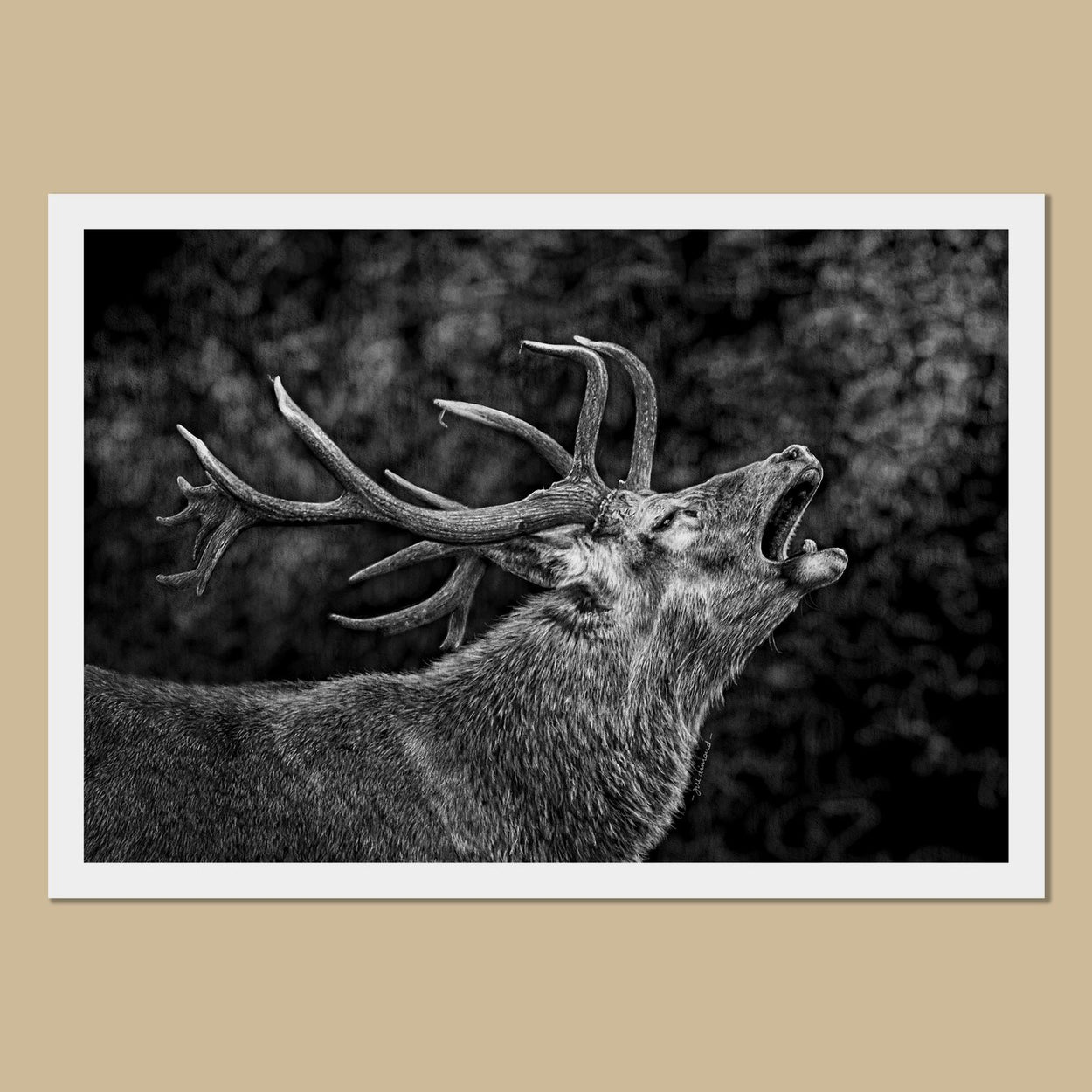 Red Deer Stag Art Prints - The Thriving Wild