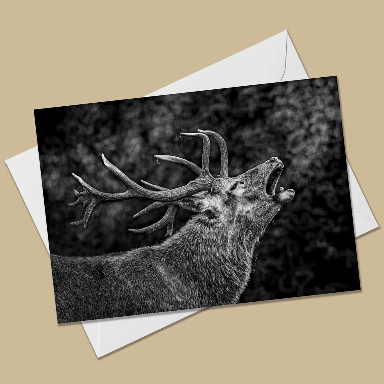 Red Deer Stag Greeting Card - The Thriving Wild