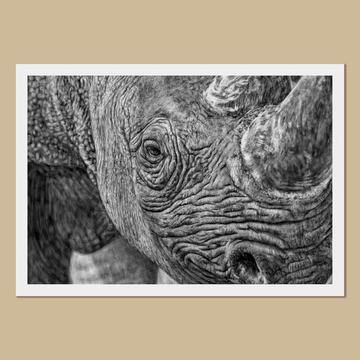 Rhino Art Prints - The Thriving Wild
