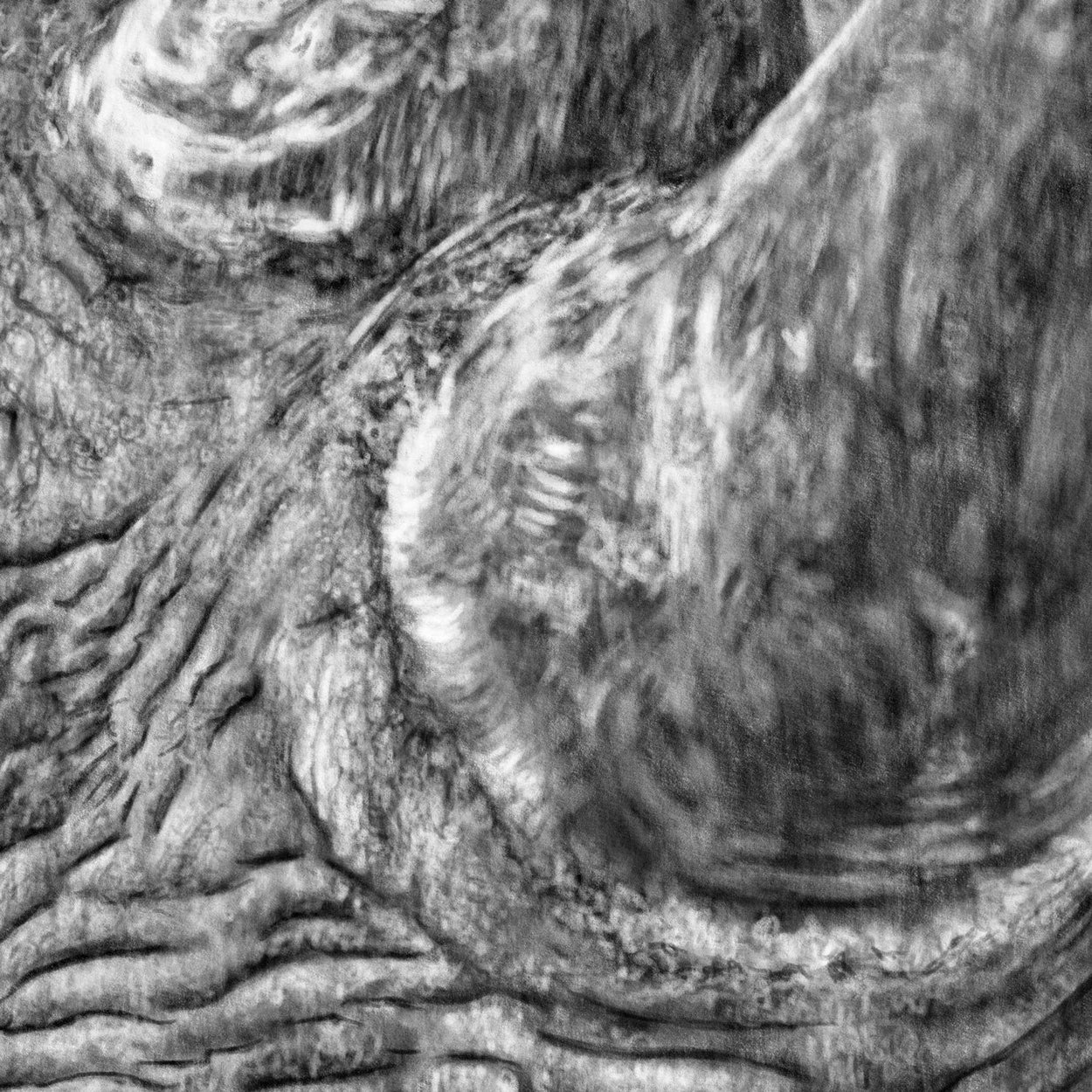 Rhino Digital Drawing Procreate Close-up - The Thriving Wild