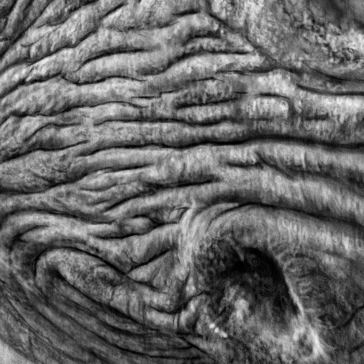 Rhino Drawing Procreate Close-up - The Thriving Wild