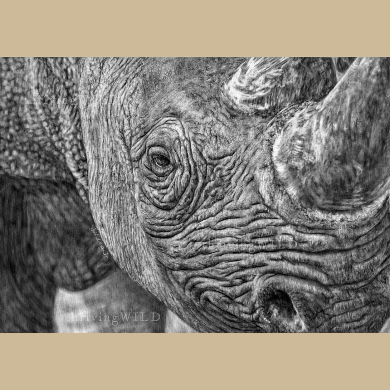 Rhino Wildlife Digital Drawing Procreate - The Thriving Wild