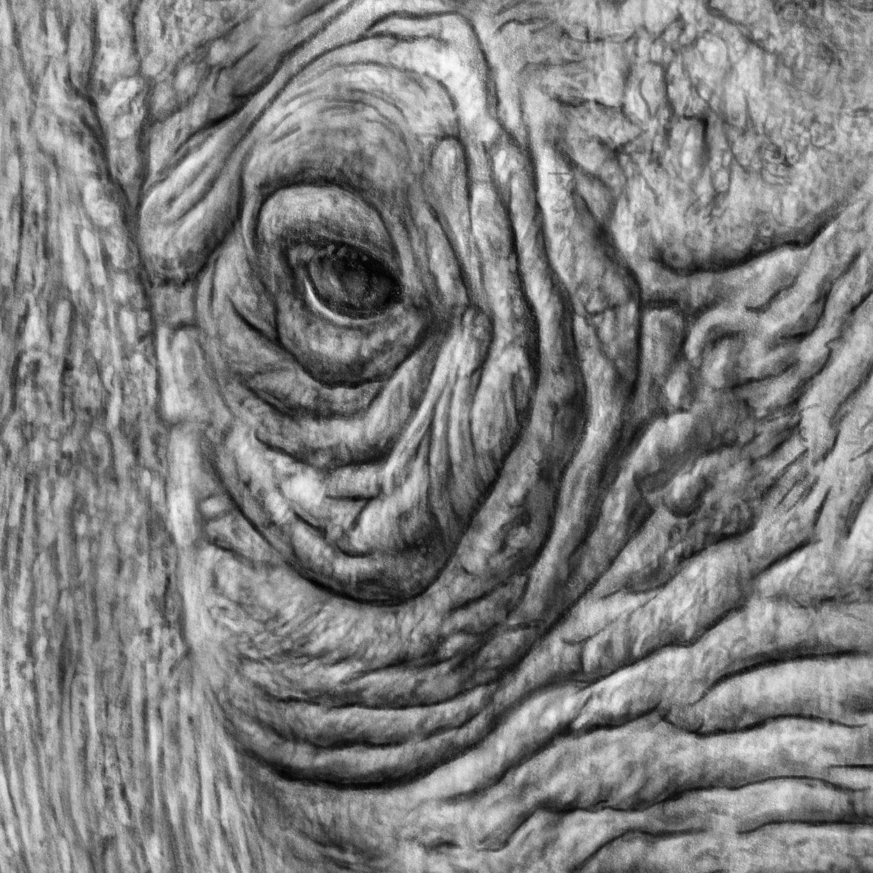 Rhinoceros Drawing Close-up - The Thriving Wild
