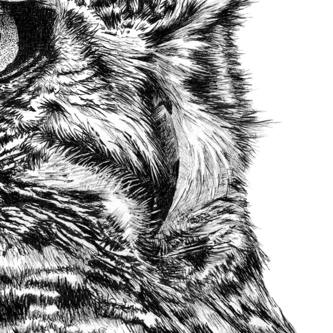 Spotted Eagle Owl Pen Drawing Close-up - The Thriving Wild