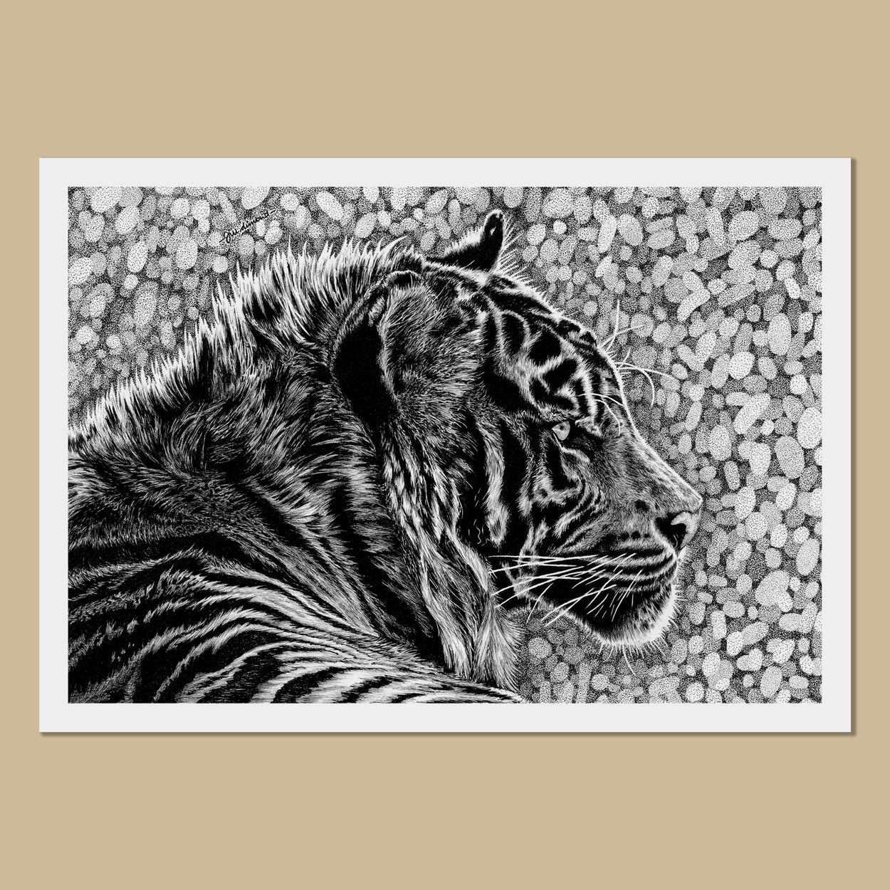 Taika the Tiger Art Prints - The Thriving Wildjpg