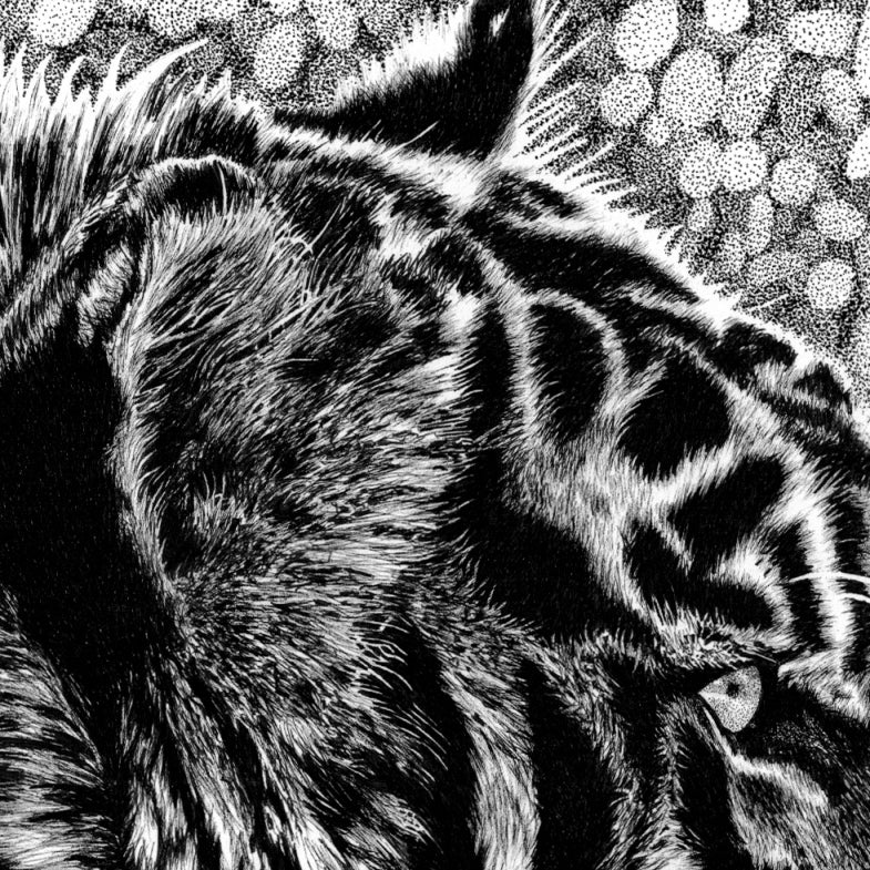 Tiger Drawing Close-up - The Thriving Wild