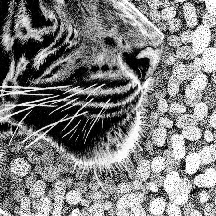 Tiger Nose Close-up Drawing - The Thriving Wild