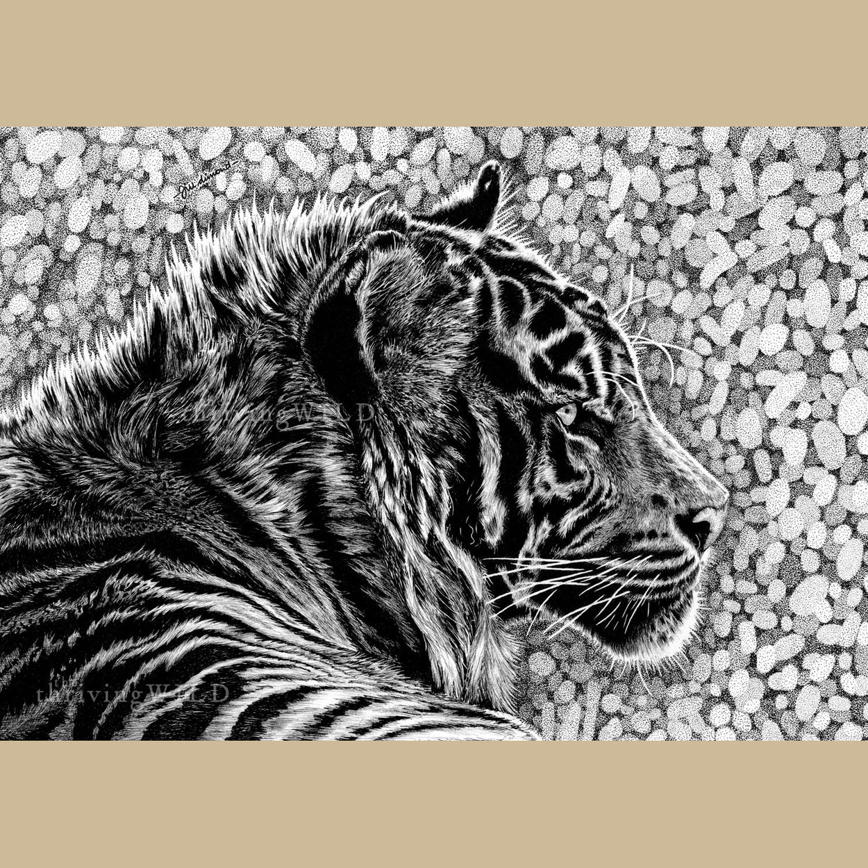 Tiger Pen Drawing - The Thriving Wild