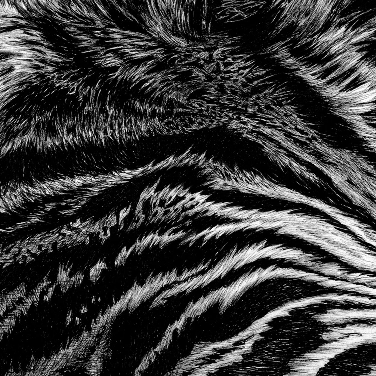 Tiger Pen Drawing Stripes Close-up - The Thriving Wild