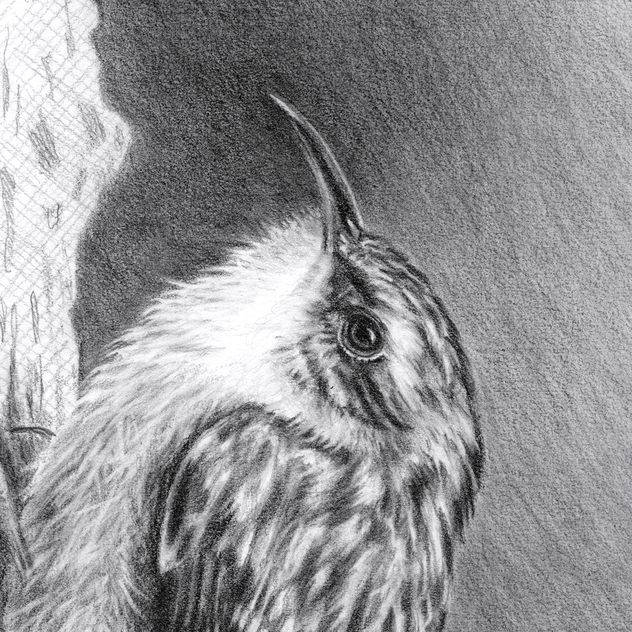 Treecreeper Bird Drawing Close-up 1