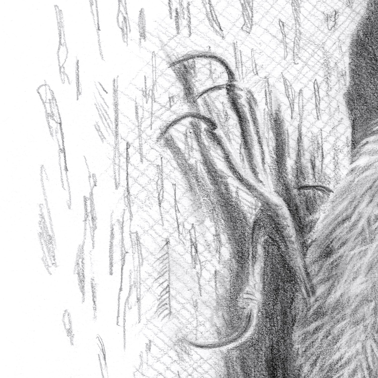 Treecreeper Bird Drawing Close-up 2