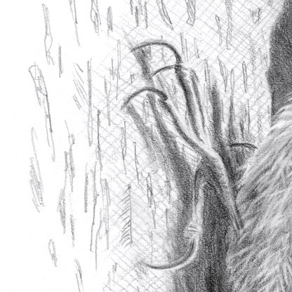Treecreeper Bird Drawing Close-up 2