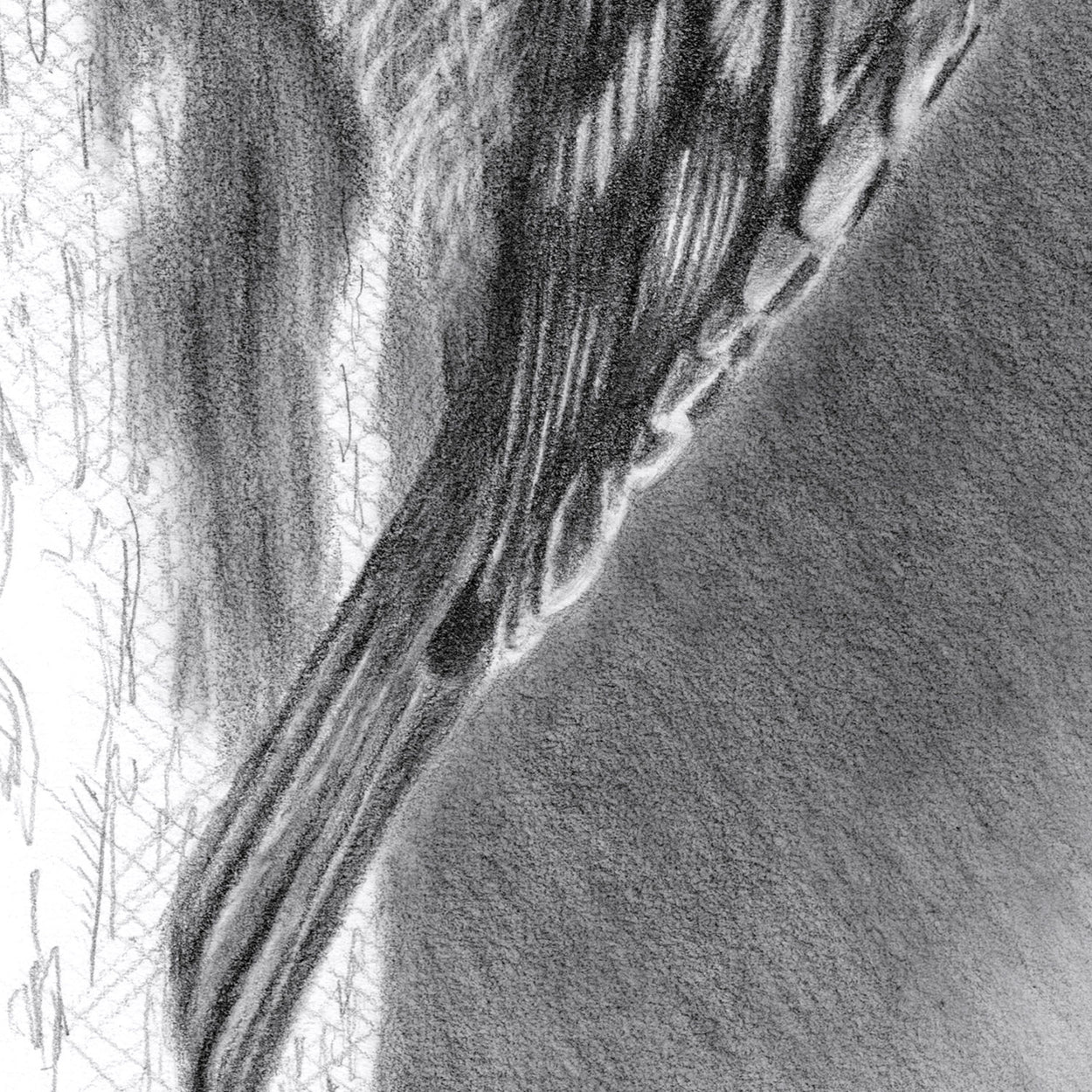 Treecreeper Bird Drawing Close-up 3