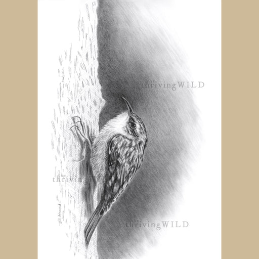 Treecreeper Bird Graphite Penci Drawing - The Thriving Wild - Jill DImond