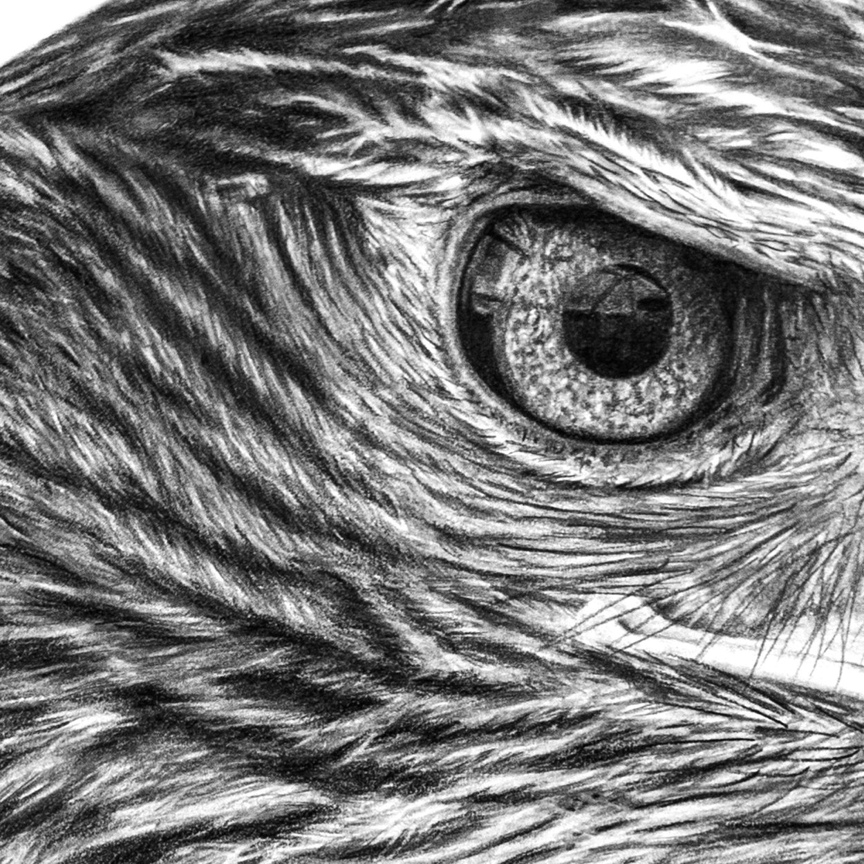 Original Golden Eagle Pencil Drawing