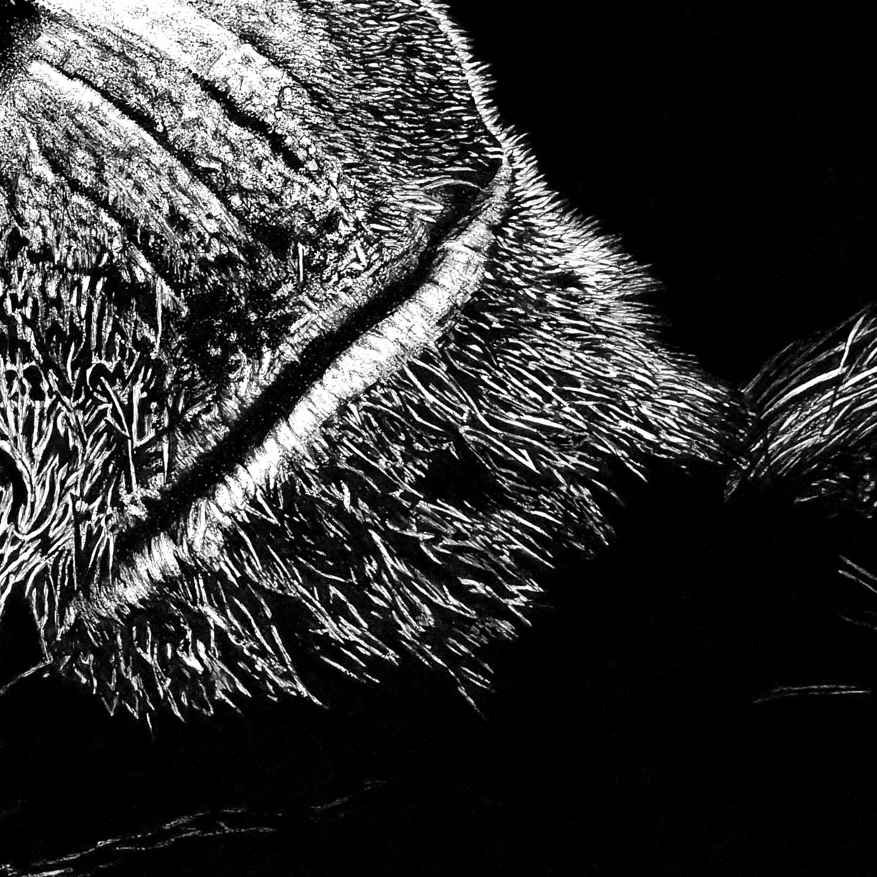 Wildlife Pen Drawing Close-up - The Thriving Wild