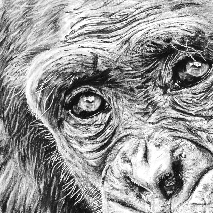 Wildlife Pencil Drawing Chimp Close-up - The Thriving Wild