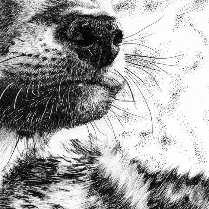Wolf Cub Nose Close-up Pen Drawing - The Thriving Wild
