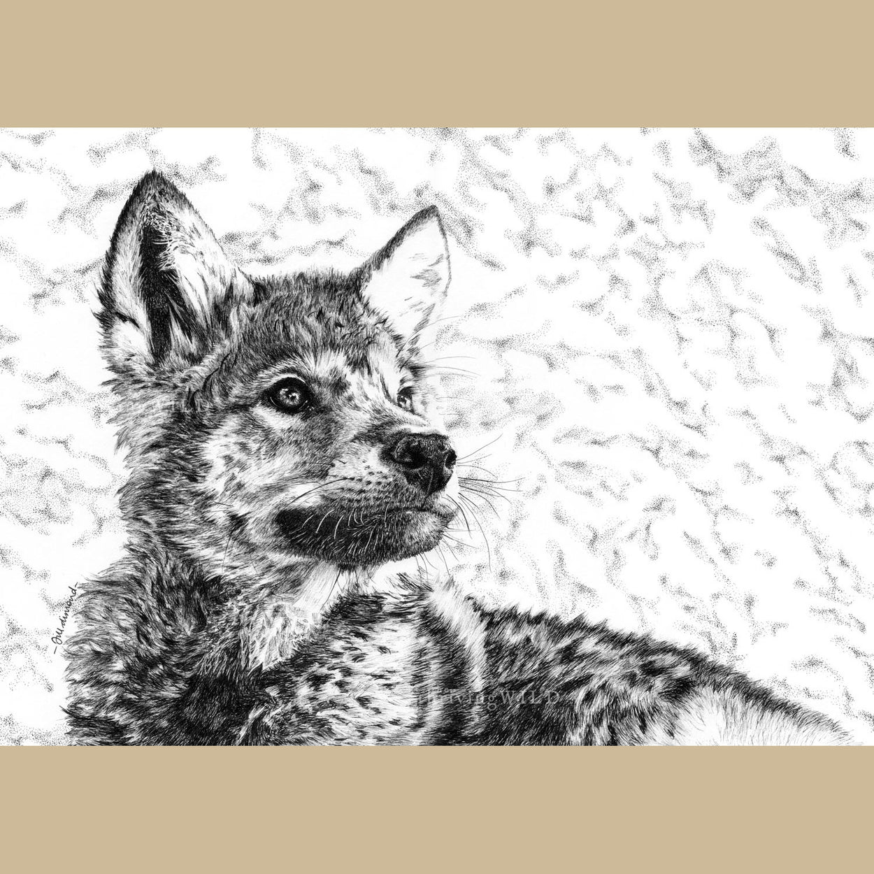 Wolf Cub Pen Drawing - The Thriving Wild