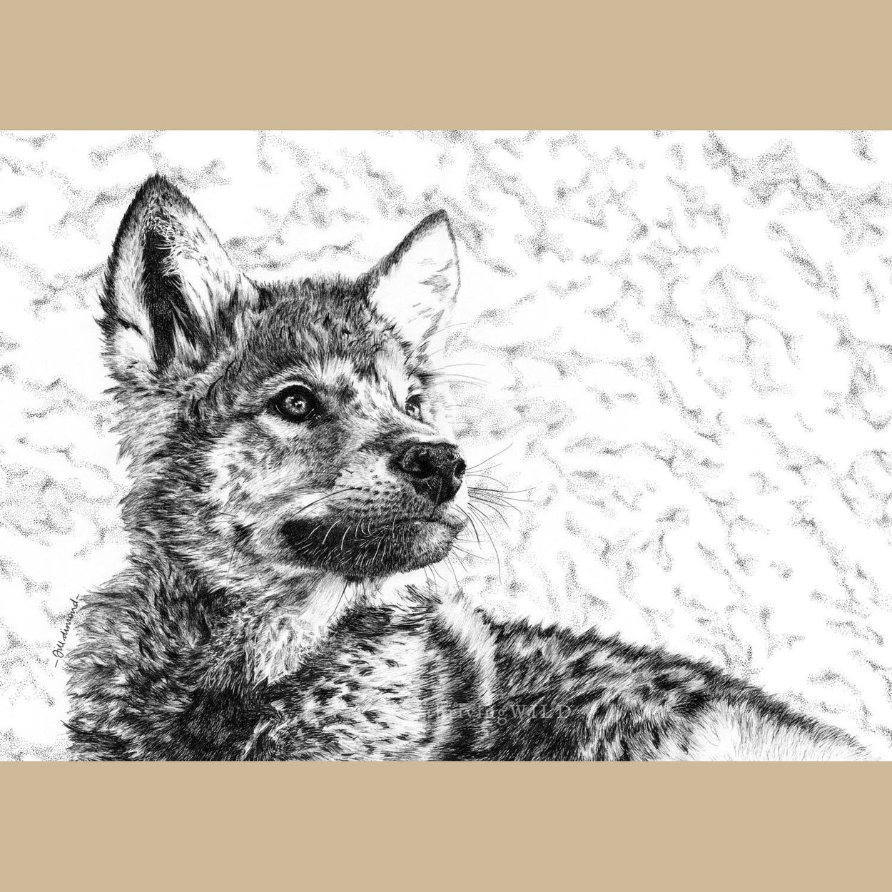 Wolf Cub Pen Drawing - The Thriving Wild