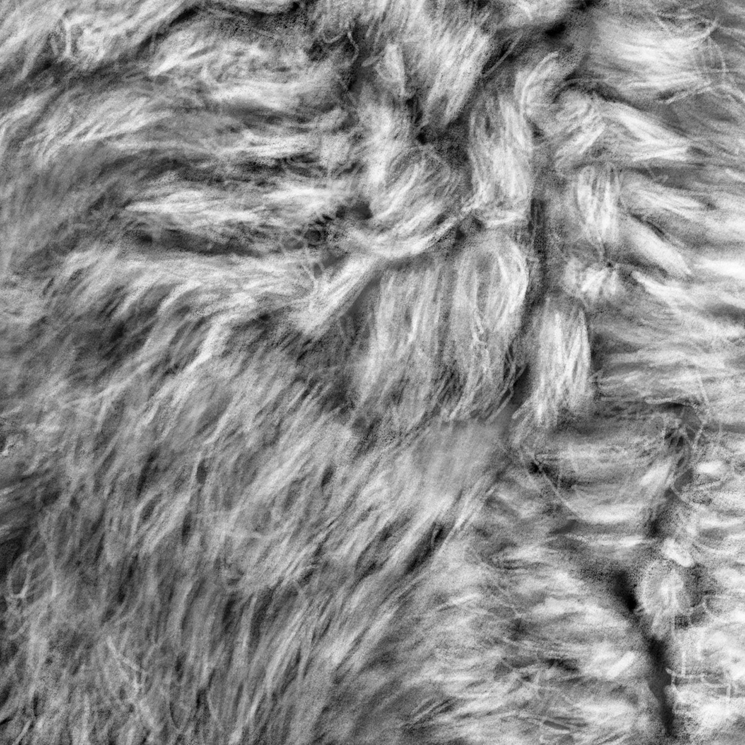 Wolf Fur Drawing Close-up - The Thriving Wild
