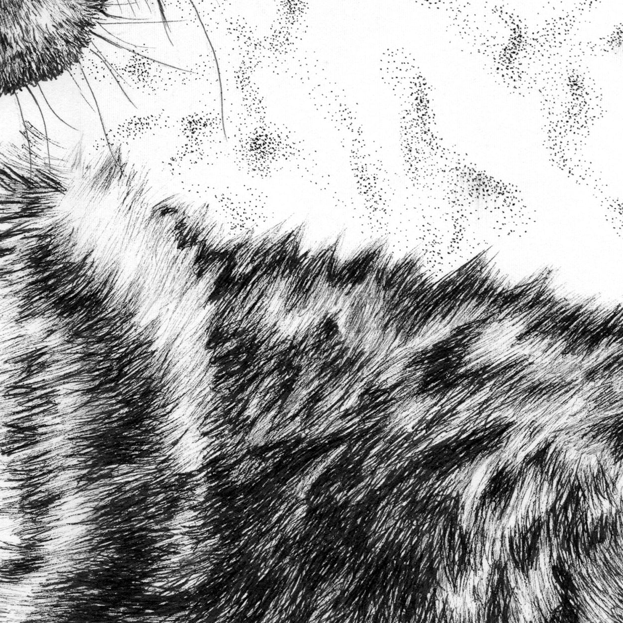 Wolf Pen Drawing Close-up - The Thriving Wild