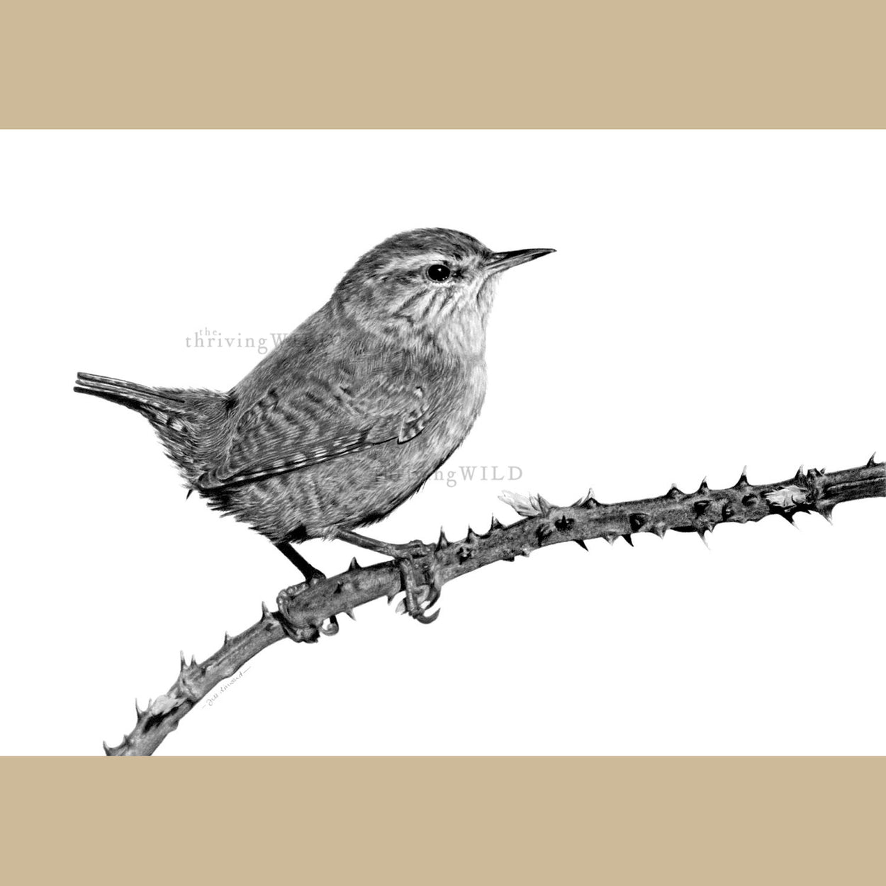 Wren Pencil Drawing - Jill Dimond The Thriving Wild