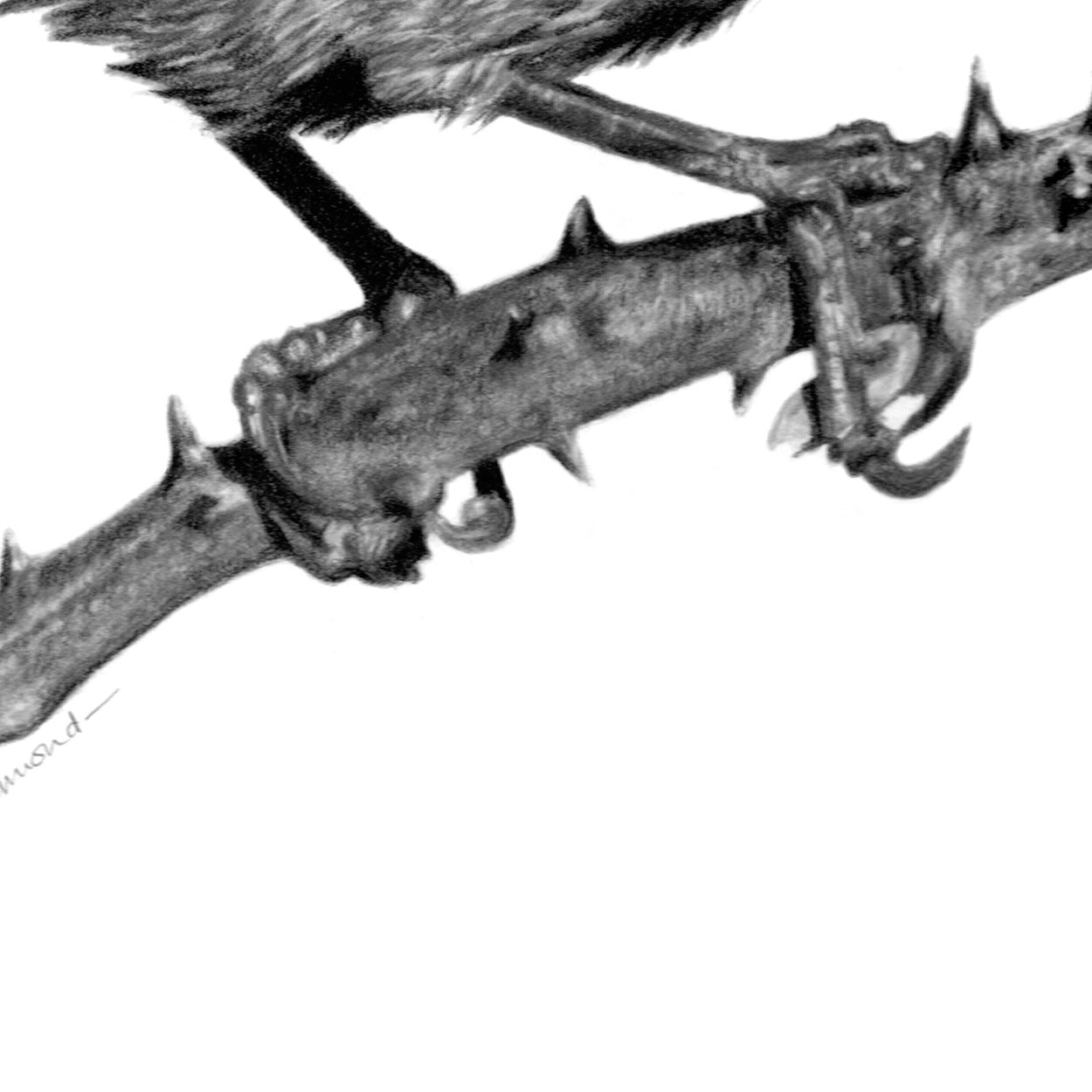 Wren Bird Drawing Close-up - The Thriving Wild