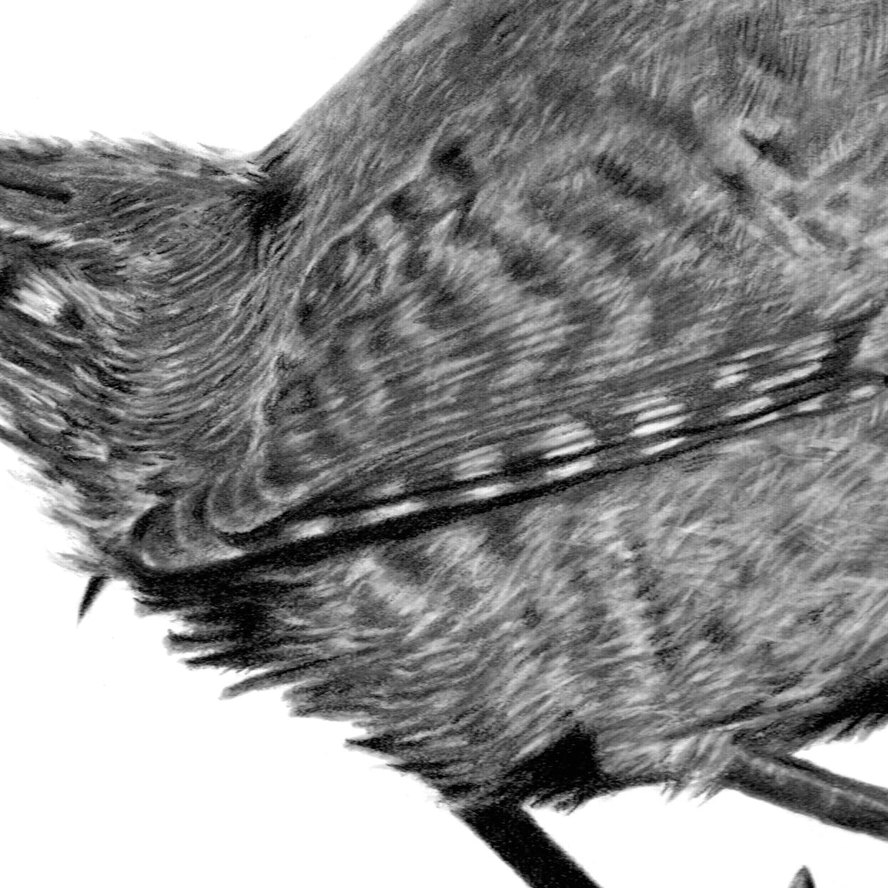 Wren Bird Pencil Drawing - The Thriving Wild