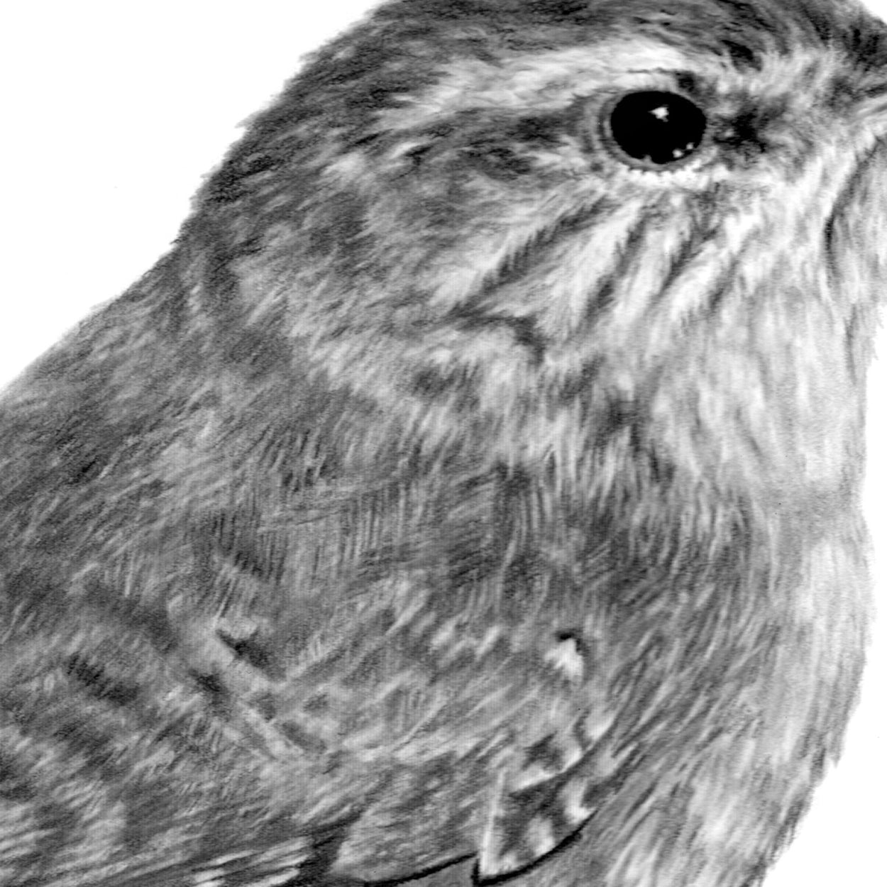Wren Graphite Drawing Detail - The Thriving Wild