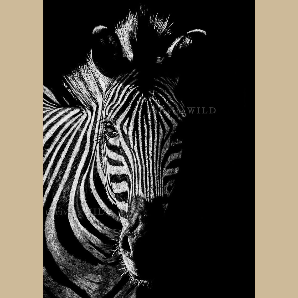 Zebra Drawing Coloured Pencil - The Thriving Wild