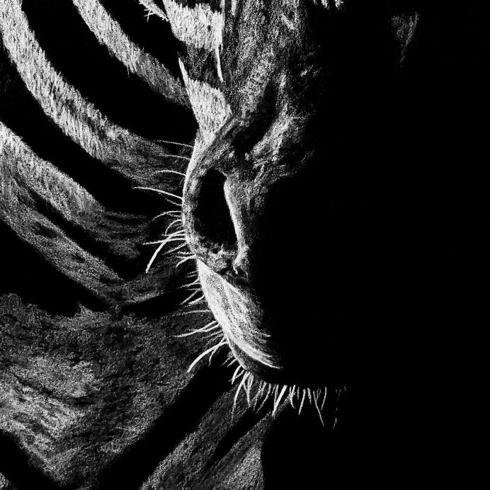 Zebra Drawing Face Close-up - The Thriving Wild