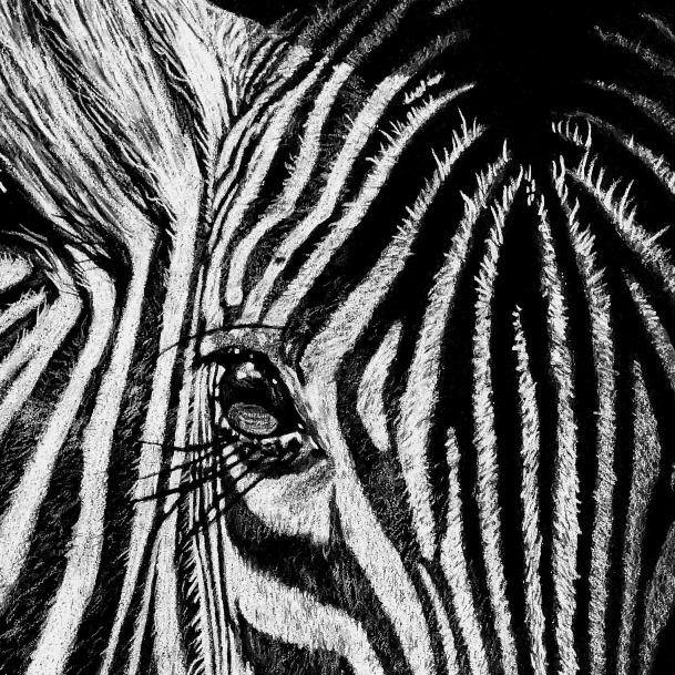 Zebra Eye Drawing Close-up - The Thriving Wild