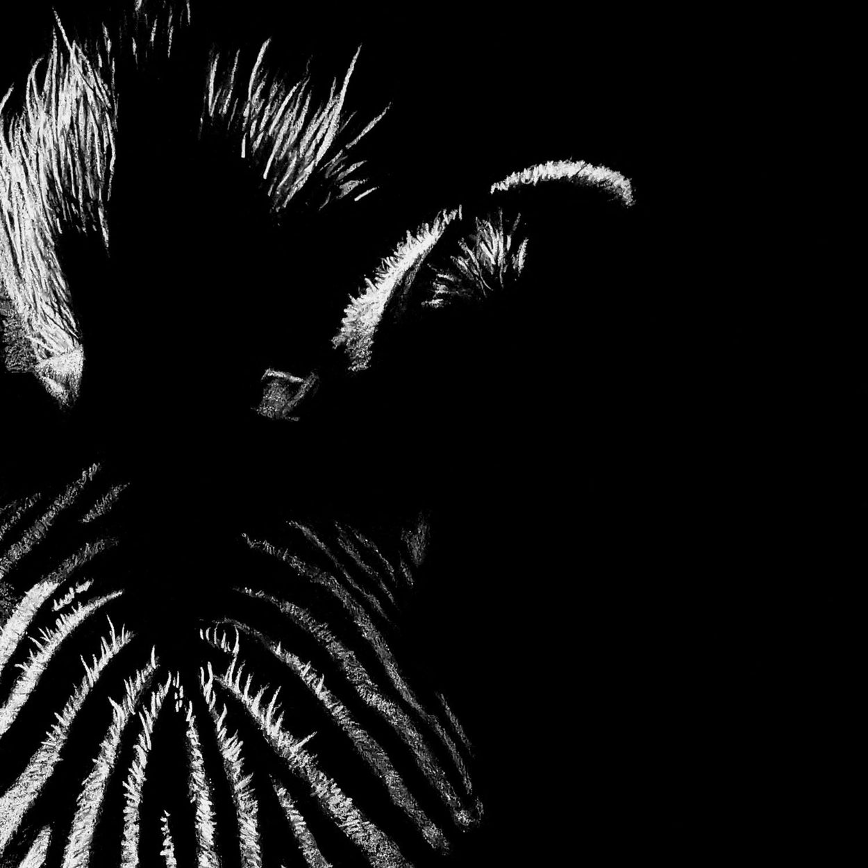 Zebra drawing close-up - The Thriving Wild