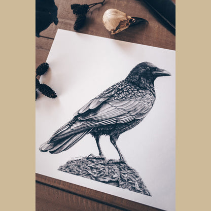 Crow Art Prints (Corvus Corone)