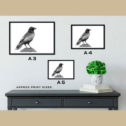 Crow Art Prints (Corvus Corone)